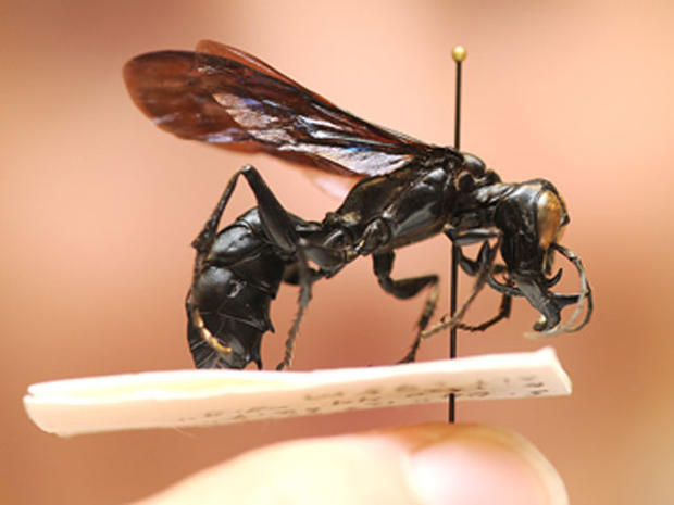 New Wasp Species 