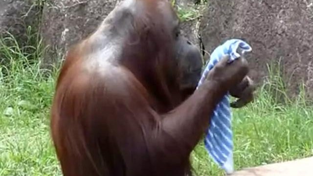 orangutan with towel 