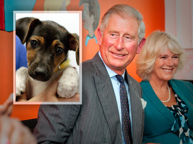 Prince Charles & Camilla's new pet dog 