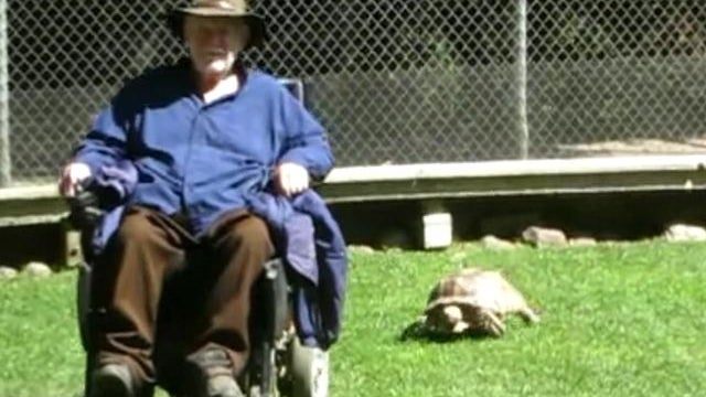 tortoise vs wheelchair 