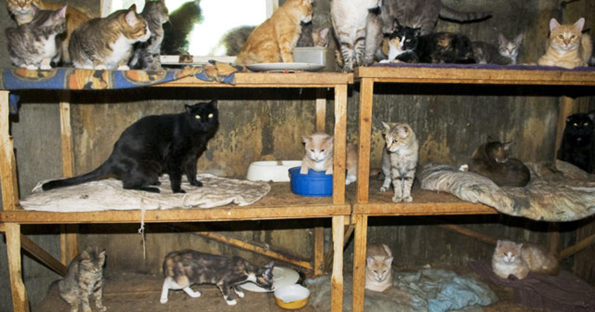 Pet hoarding horrors: 27 photos spotlight cruel disorder