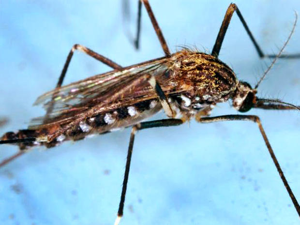 west nile, mosquito 