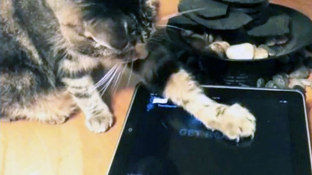 iPad apps for cats? You better believe it! 