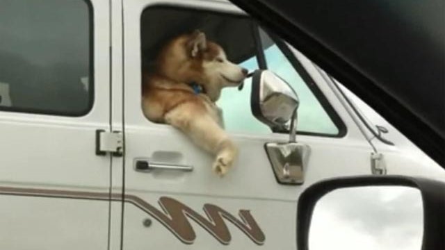dog in van 