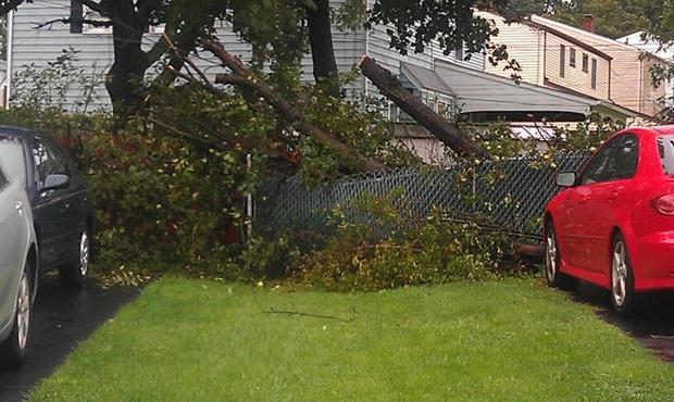 submitted-by-aaron-murray-trees-falling-all-over-the-fence.jpg 