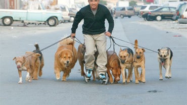 Cesar Millan 