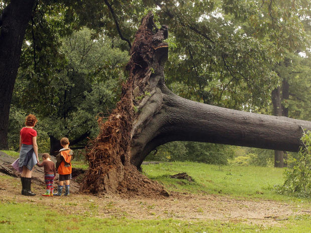 family inspects a downed tree in Central Park 