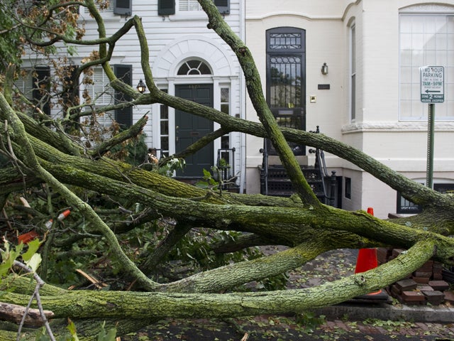 downed trees in Georgetown  