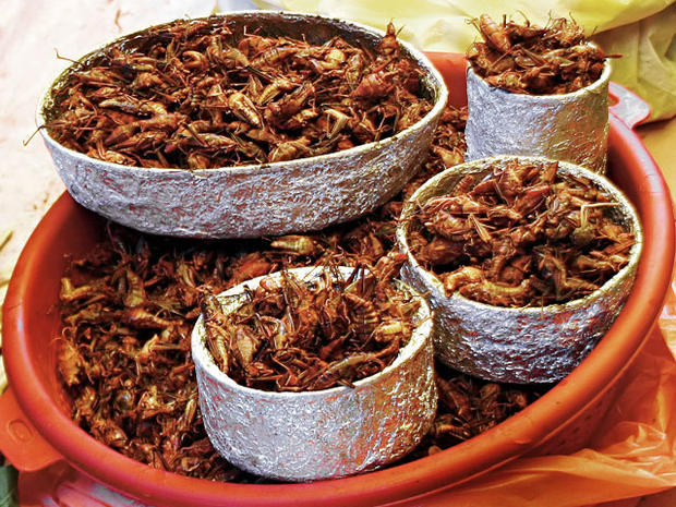 fried grasshoppers, grasshoppers, edible insects, bugs 
