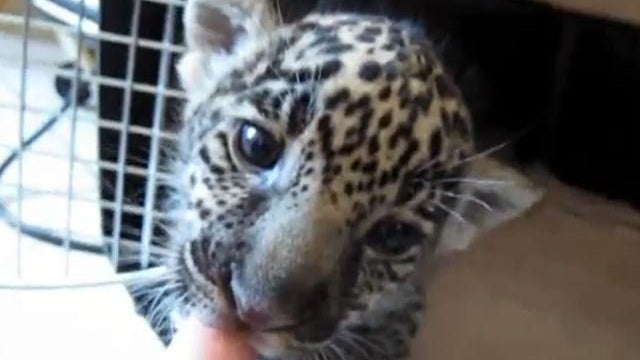baby jaguar 