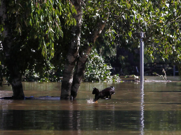 A black cat makes a leap into floodwaters along Poplar Avenue in Pompton Lakes, N.J., where the Ramapo River crested. 