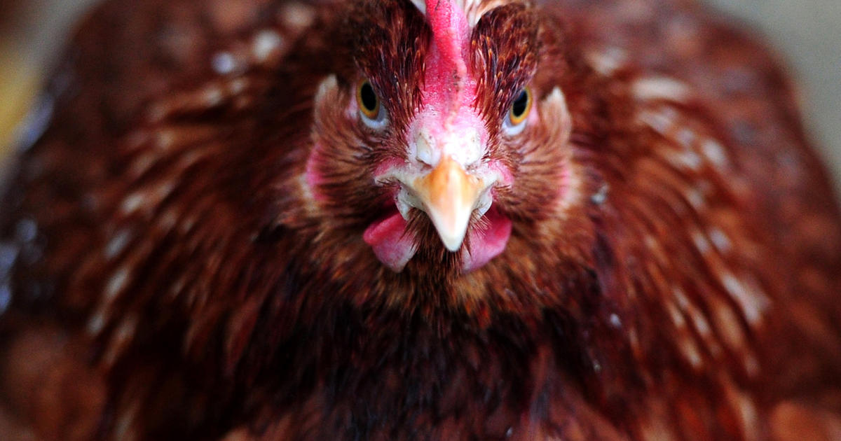 Study: Hens can reject sperm from randy roosters - CBS News