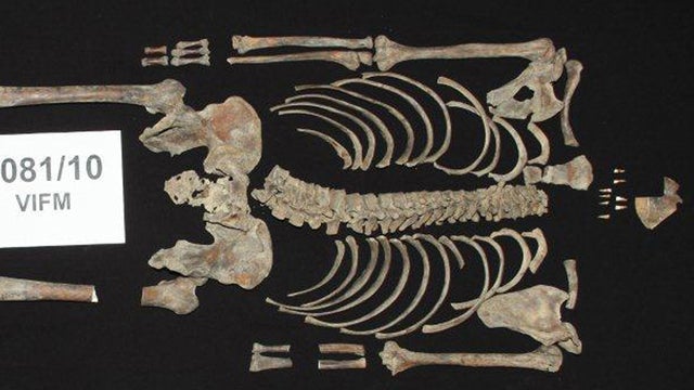 Remains of Australian bandit Ned Kelly 