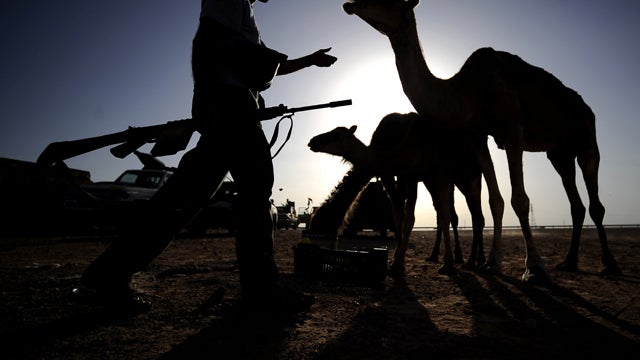 A Libyan rebel walks toward a camel at an advanced position near Al-Sadaadi on the road between Misrata and Sirte Aug. 31, 2011. 
