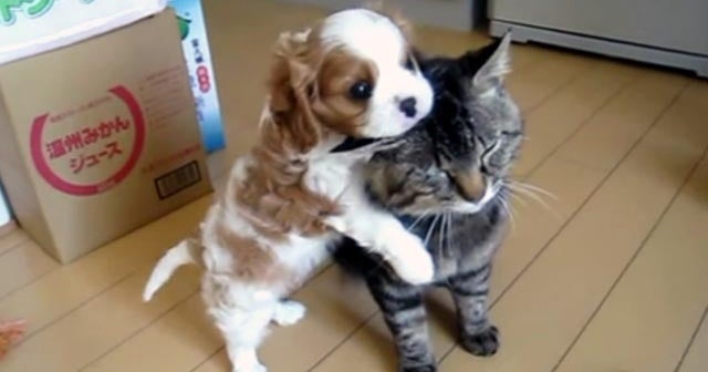 Dog and cat are best friends forever CBS News