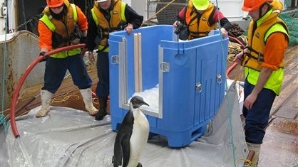 In this photo released by National Institute of Water and Atmospheric Research Ltd. (NIWA), "Happy Feet," the wayward emperor penguin, stands at the top of a makeshift water slide before he is released into the Southern Ocean, south of New Zealand, from t 