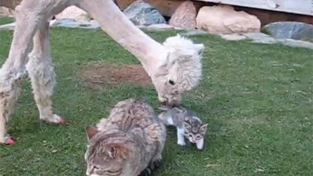 alpaca and cats 