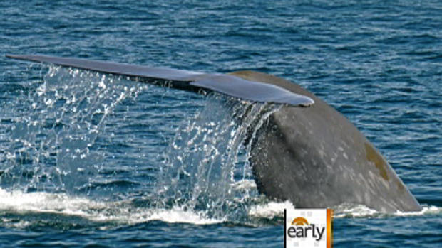 Gigantic blue whales stun the SoCal coast 