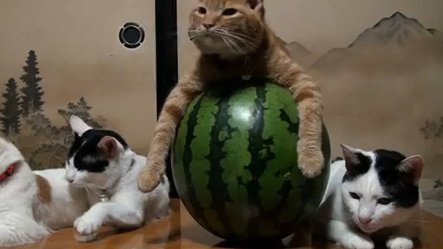 Watermelon_Cat_copy.jpg 