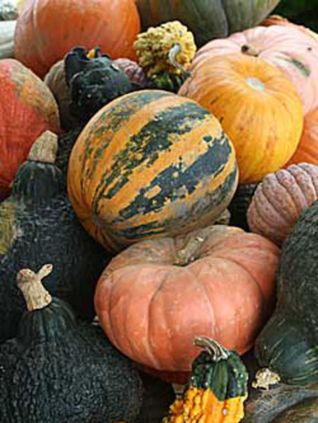 10.7.11 - Travel &amp; Outdoors – A Guide to Pumpkin Picking Around Boston  - pumpkins_SmolakFarms 