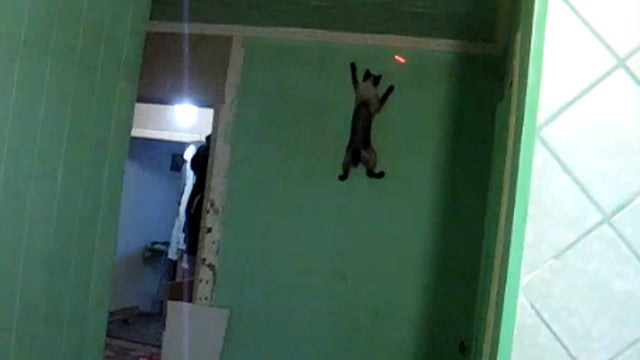 Spider_Cat_copy.jpg 