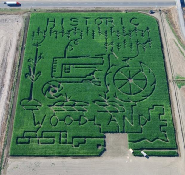 Woodland Corn Maze 