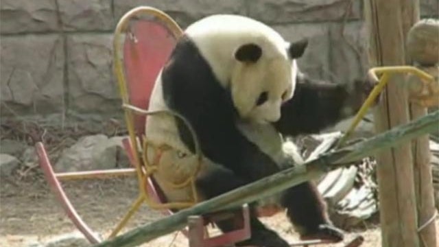 panda in rocking chair 