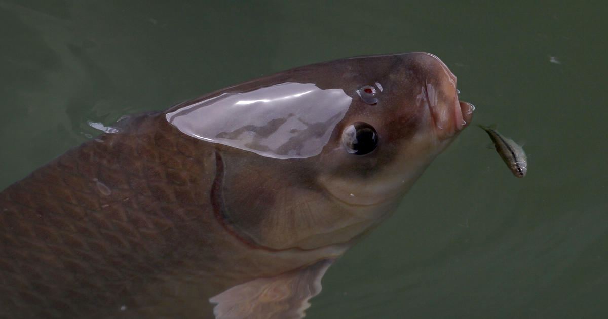 Asian carp roundup opening new front in battle, National News