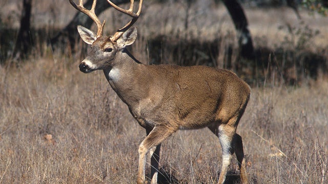 White-tailed_deer.jpg 