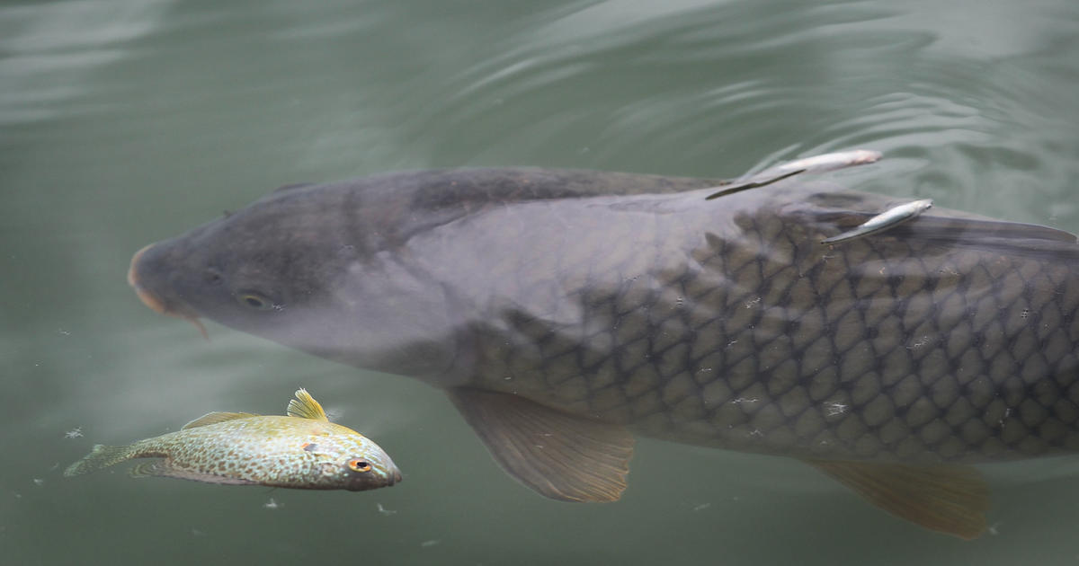 Feds: Sampling Finds More Asian Carp DNA Near Lake Michigan - CBS Minnesota