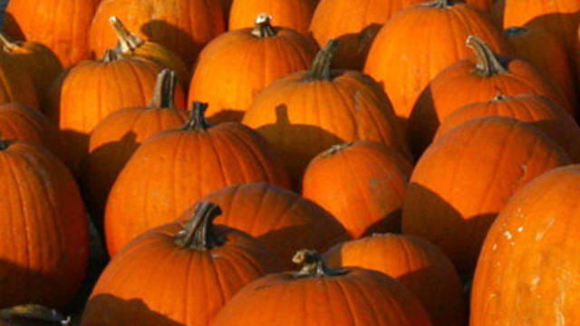 pumpkins.jpg 