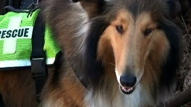 In central California, real-life search-and-rescue collie named Lassie, dead-ringer for TV dog of same name, found woman who has dementia and had been missing two days 