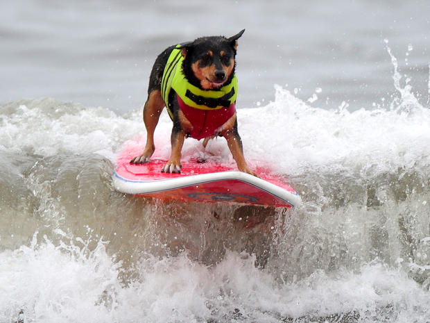 Dog surfing 2011 