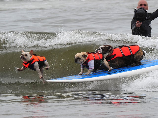 Dog surfing 2011 