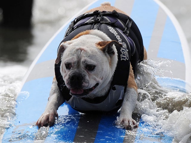 Dog surfing 2011 
