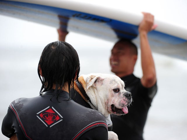 Dog surfing 2011 