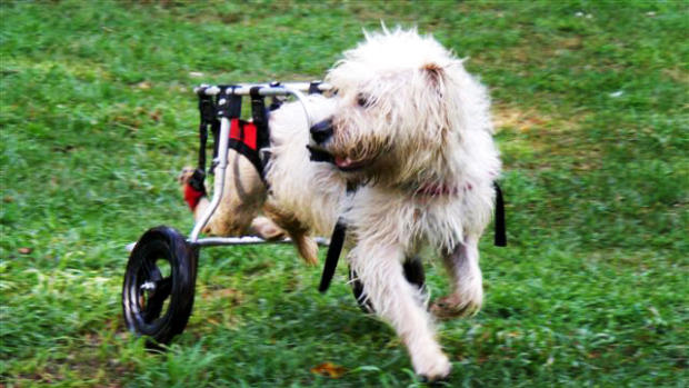 Paralyzed pets rock their wheels: 30 awesome animals 