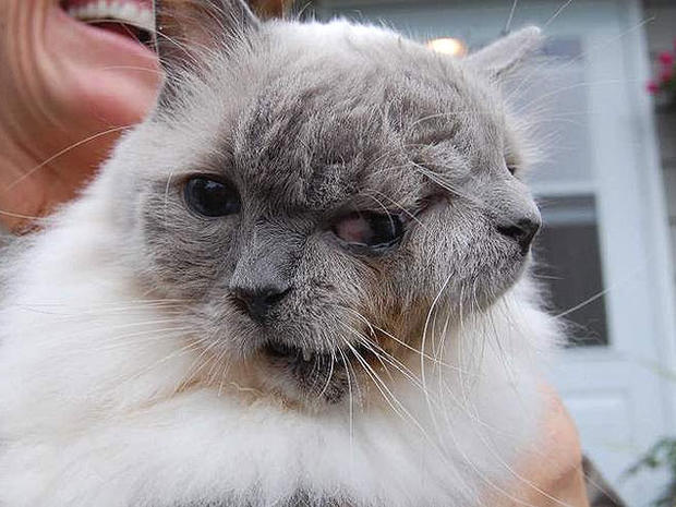 Two faced cat 