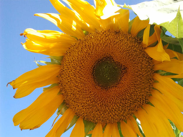 sunflower.jpg 