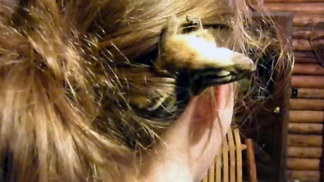chipmunk asleep in hair 