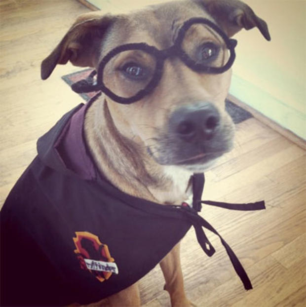Dogs in geeky costumes 