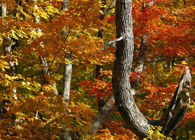Fall_Foliage_AP110926136562.jpg 