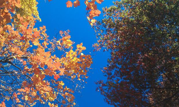 fall-colors-longville.jpg 
