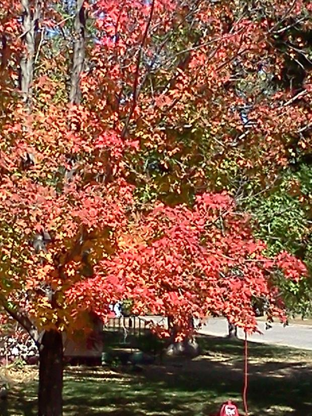 fall-colors-starbuck.jpg 