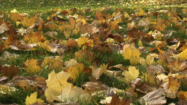 autumn-leaves.jpg 
