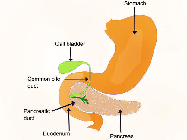 pancreas 