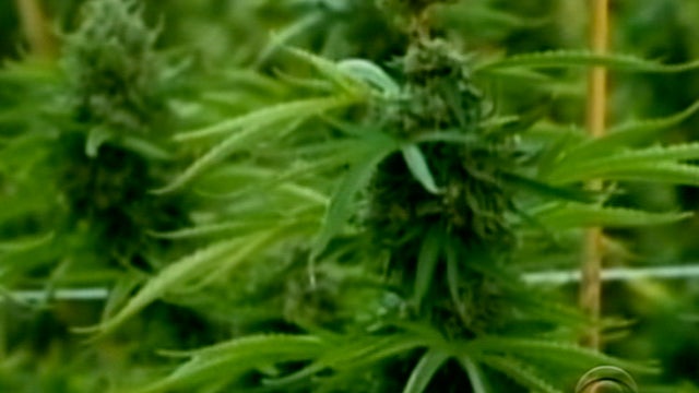 Calif. marijuana outlets brace for crackdown  