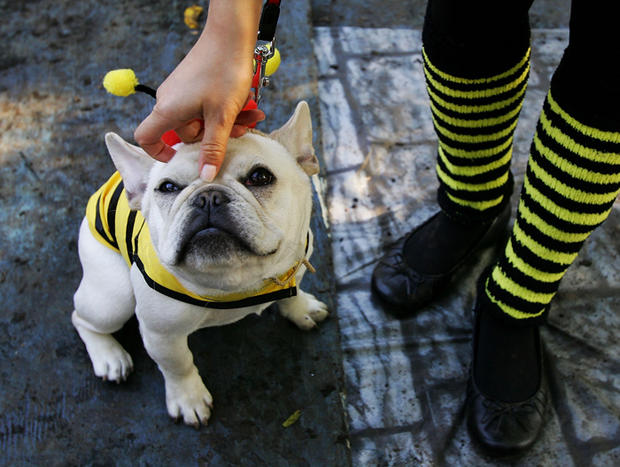 dog-as-a-bee-photo-by-chris-mcgrathgetty-images.jpg 