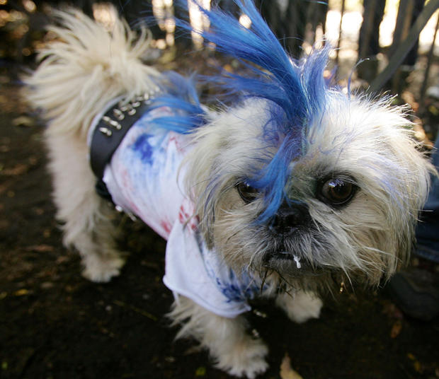 dog-as-a-punk-photo-by-chris-mcgrathgetty-images.jpg 