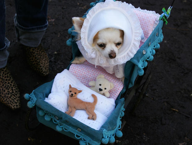 dog-as-a-baby-in-a-stroller-photo-by-chris-mcgrathgetty-images.jpg 